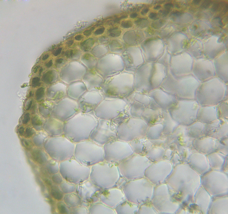Brachythecium curtum